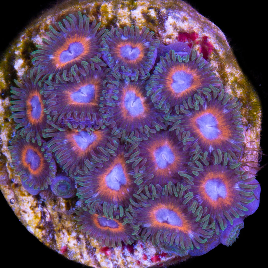 Vivid's Pokerface Zoanthids