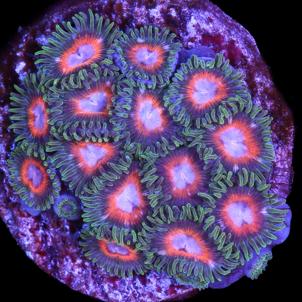Vivid's Pokerface Zoanthids