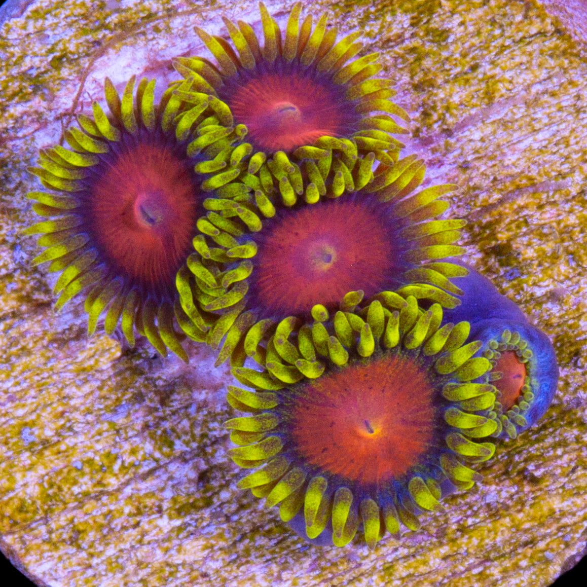 Vivid's Dragon Eye Zoanthids