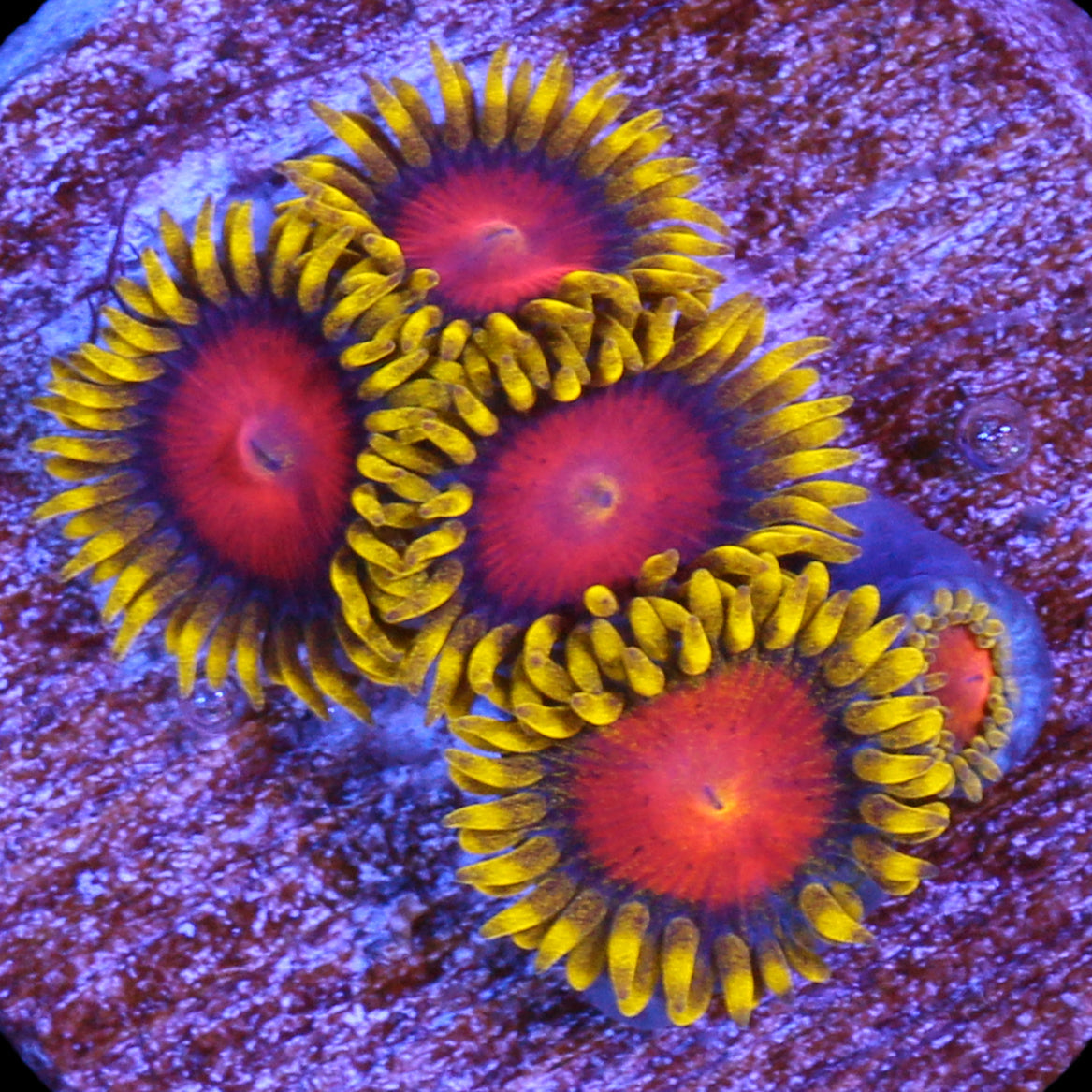 Vivid's Dragon Eye Zoanthids