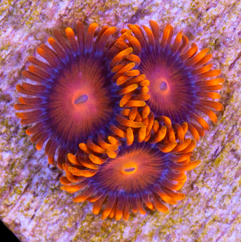 Vivid's Orange Bam Bam Zoanthids