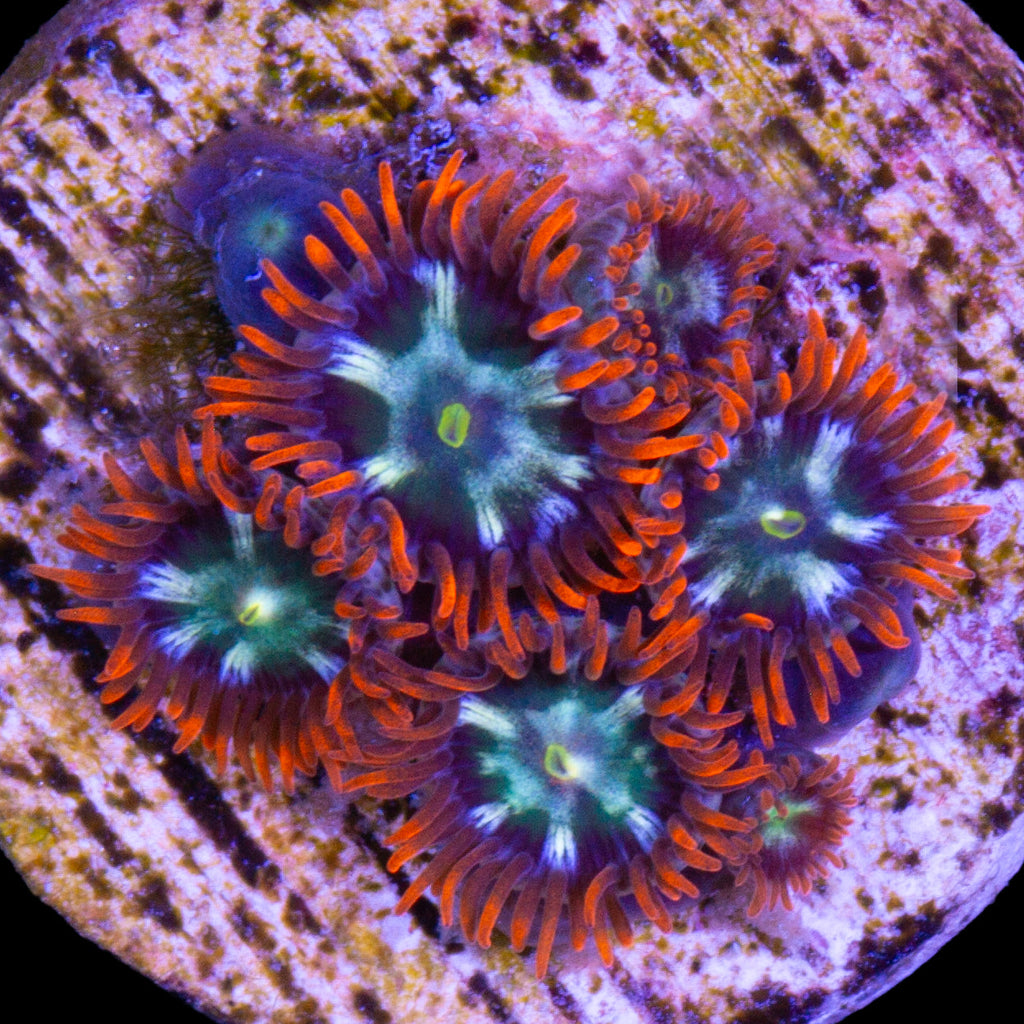 Vivid's Flaming Fireball Zoanthids