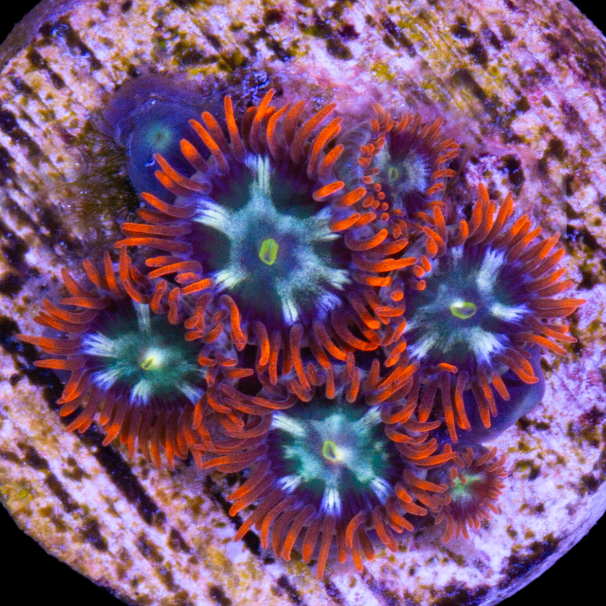 Vivid's Flaming Fireball Zoanthids