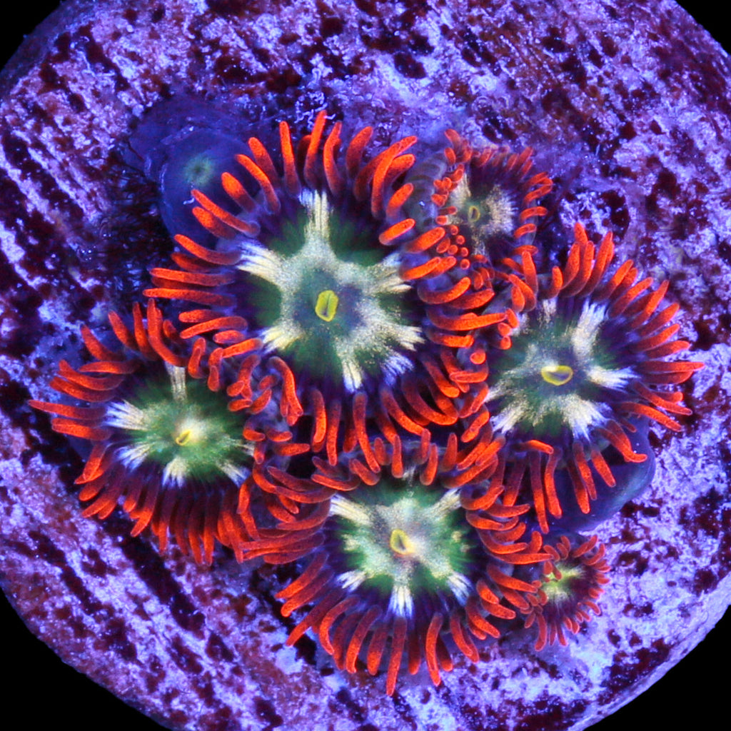 Vivid's Flaming Fireball Zoanthids