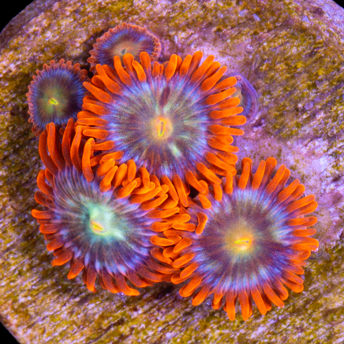 Vivid Raging Inferno Zoanthids