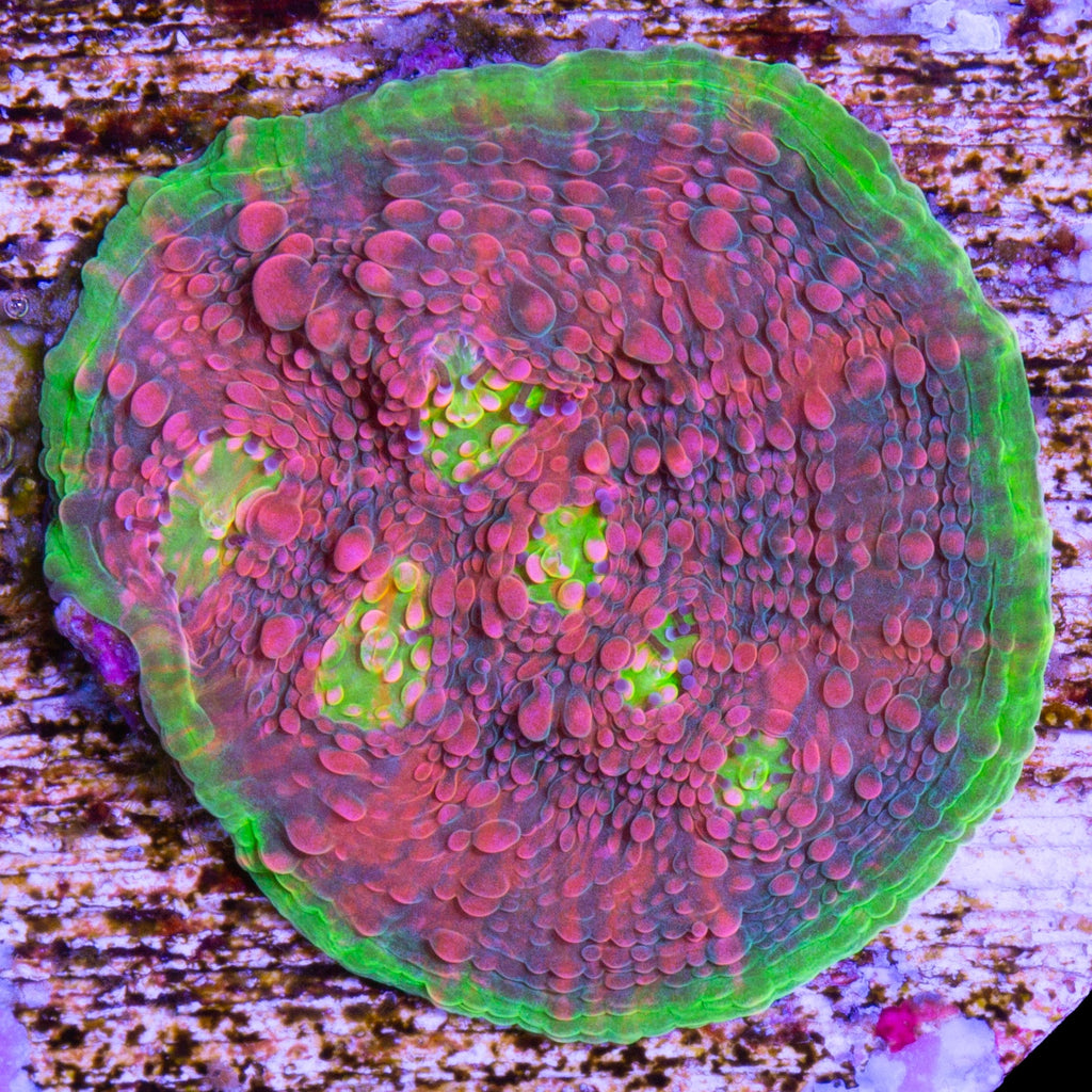 Watermelon Echinophyllia Coral