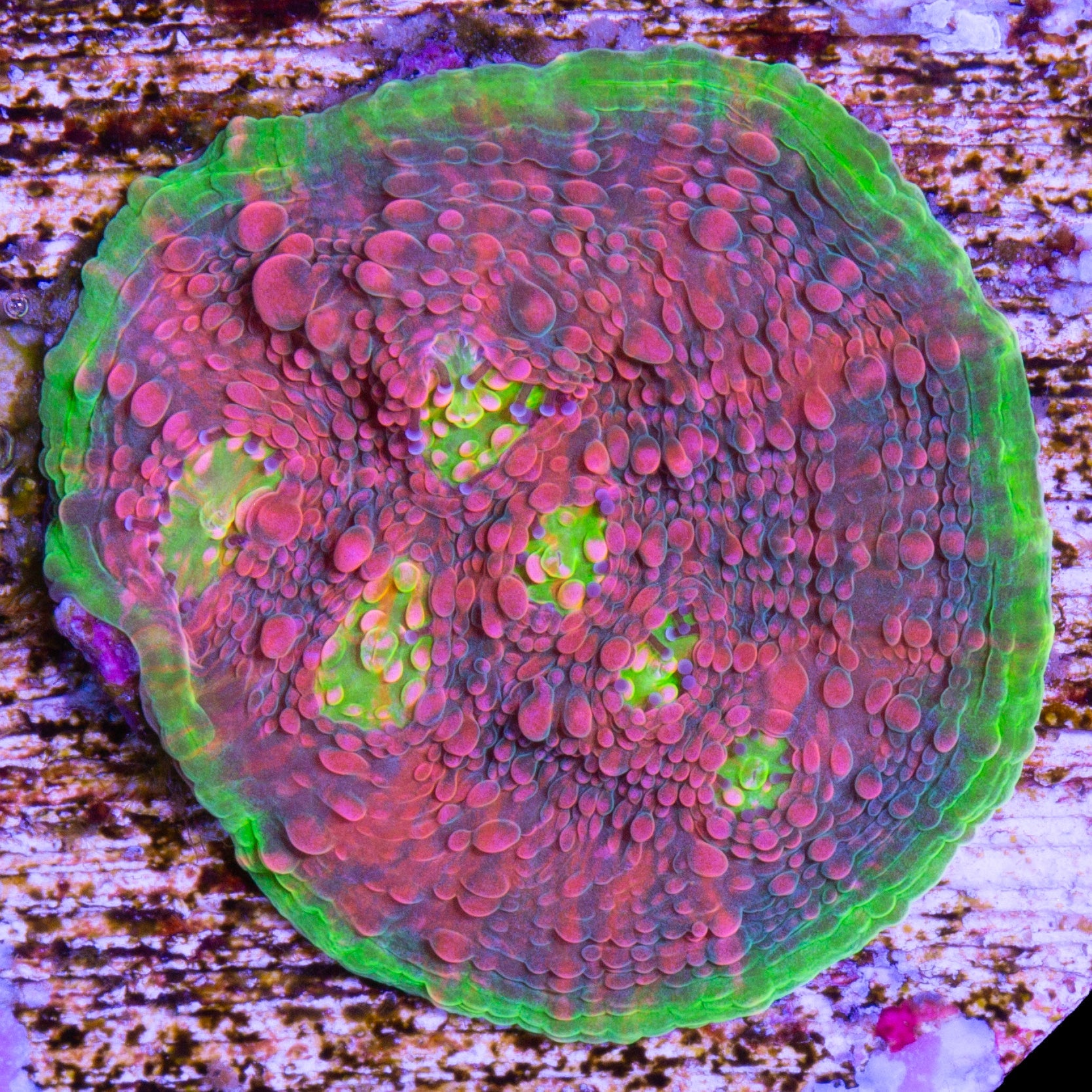 Watermelon Echinophyllia Coral