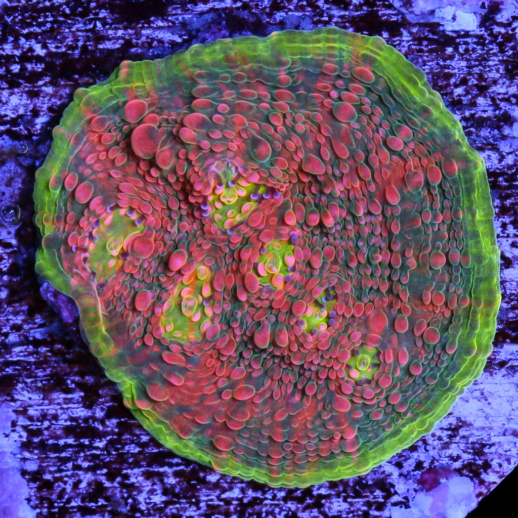 Watermelon Echinophyllia Coral