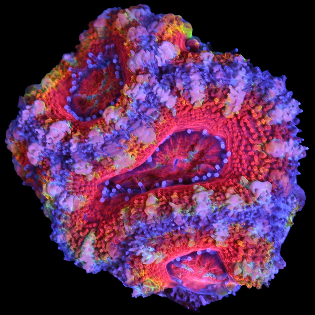 Rainbow Acan Coral