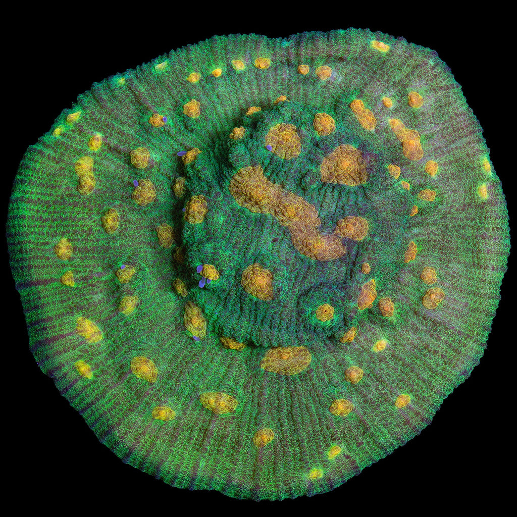 Space Invader Mycedium Coral - Mini Colony