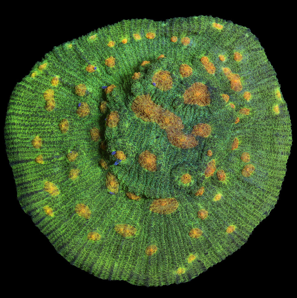 Space Invader Mycedium Coral - Mini Colony