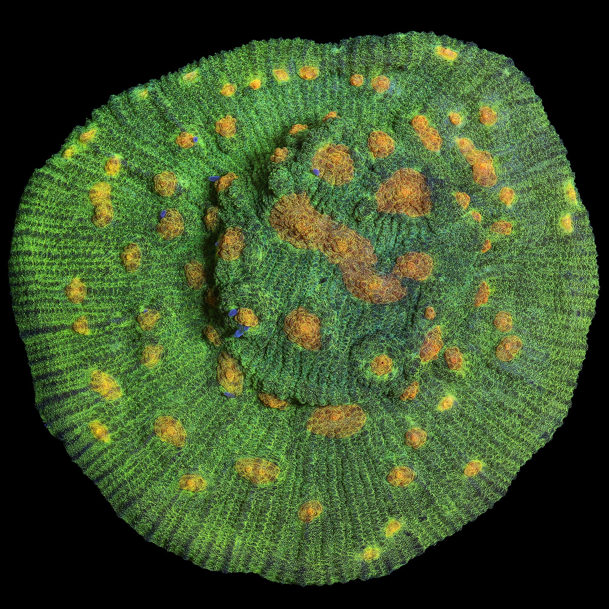 Space Invader Mycedium Coral - Mini Colony