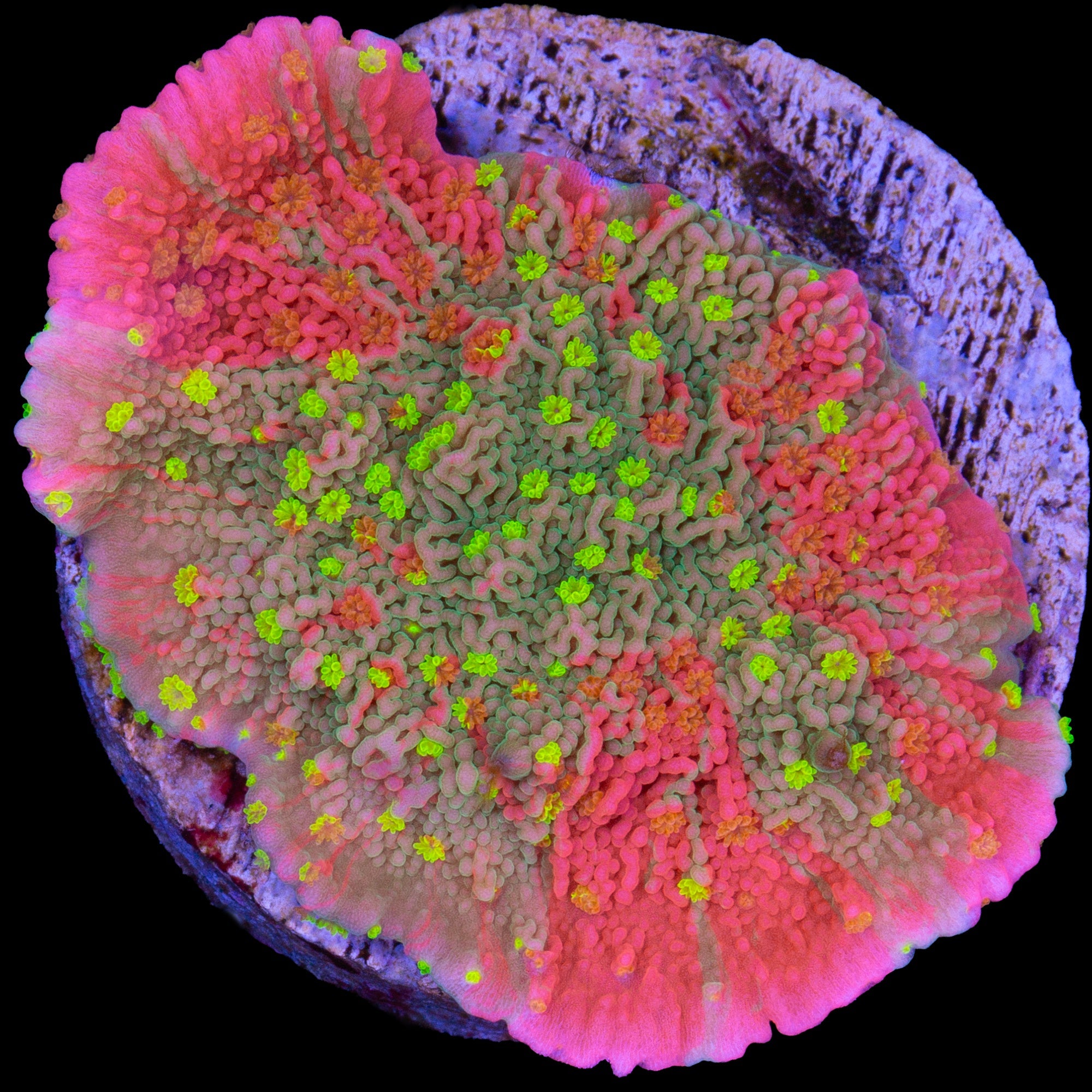 Starburst Grafted Montipora Capricornus Coral