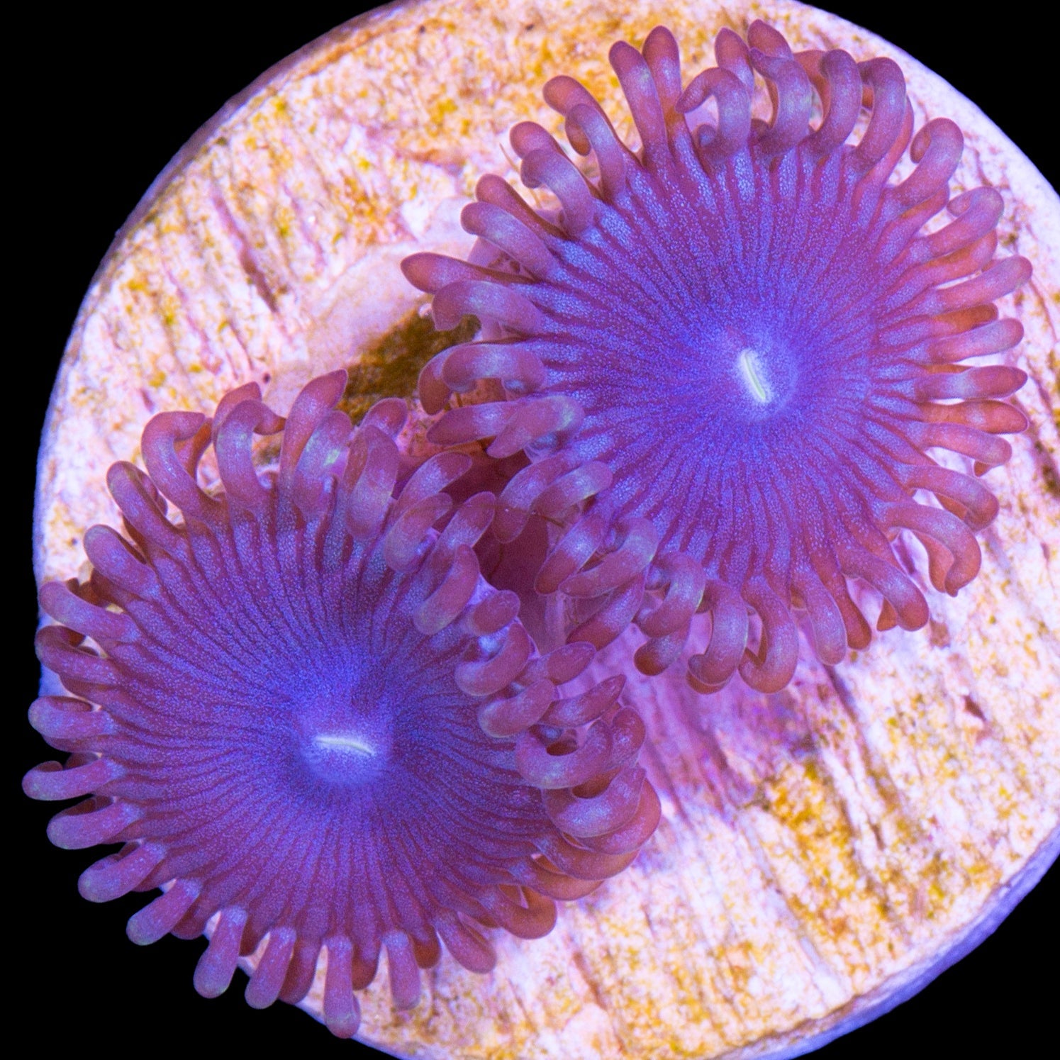 Vivid's Homelander Zoanthids