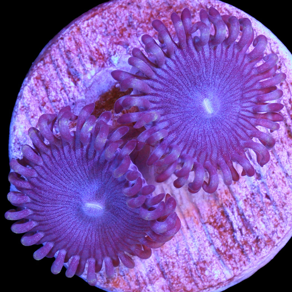 Vivid's Homelander Zoanthids