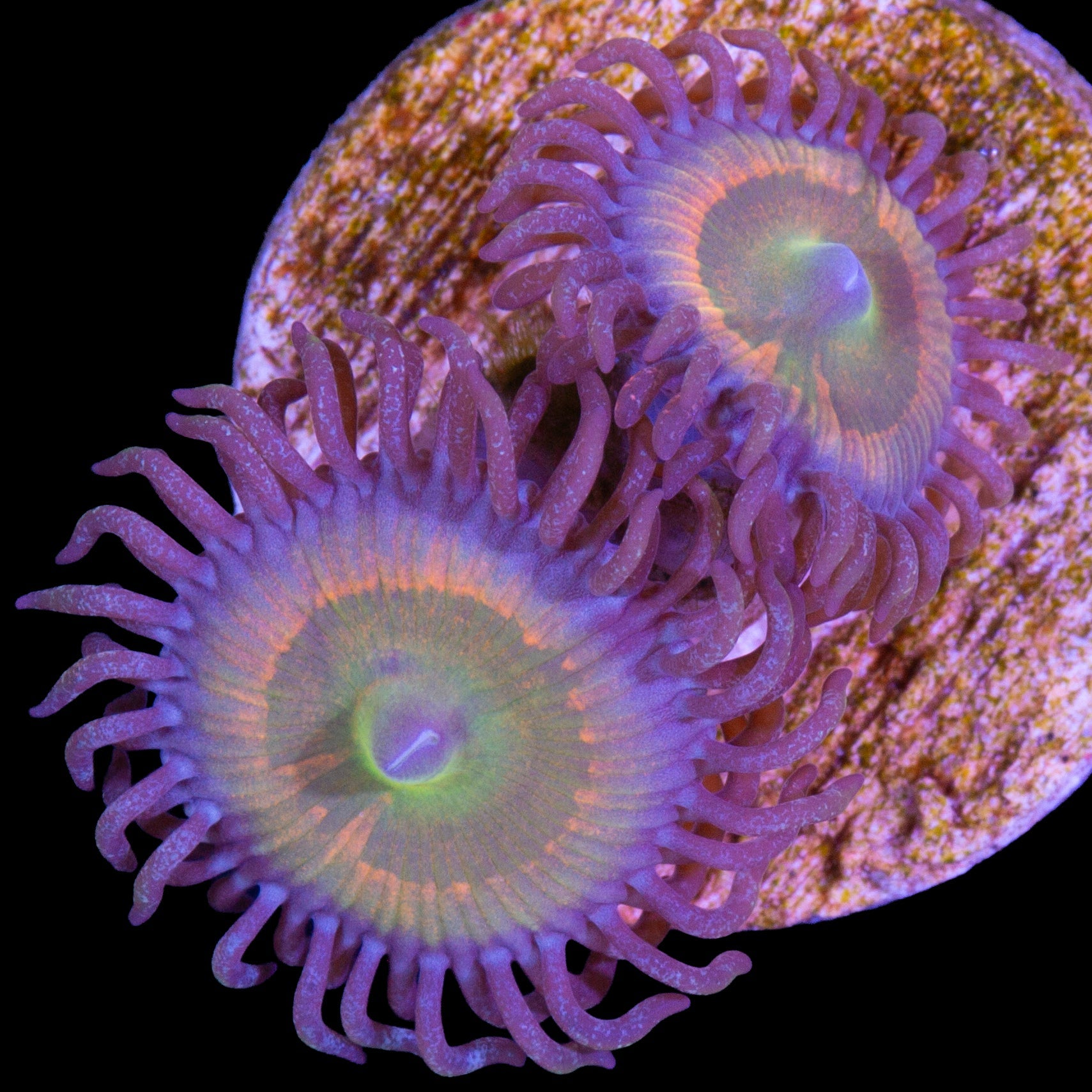 Vivid's Sunny D Zoanthids