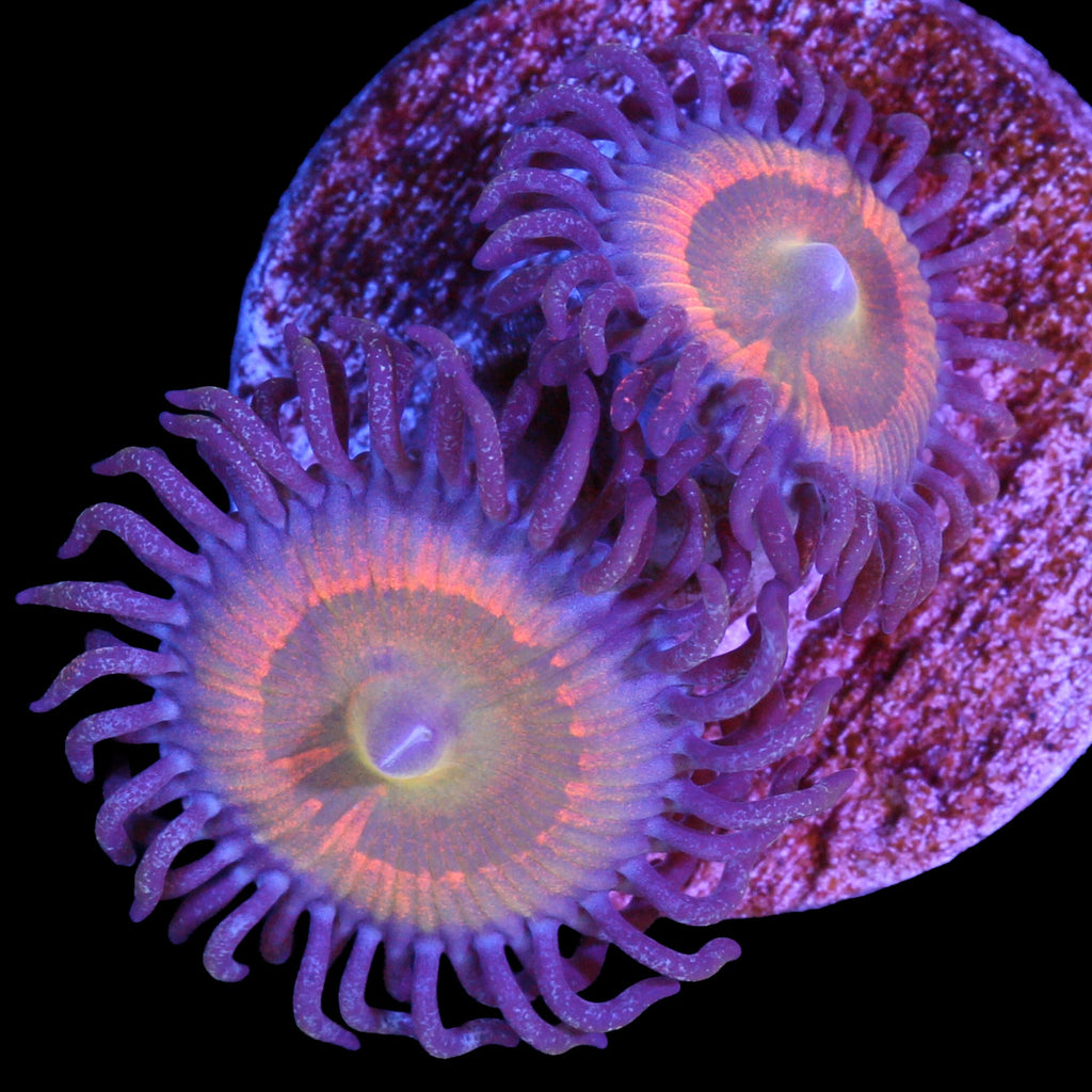Vivid's Sunny D Zoanthids