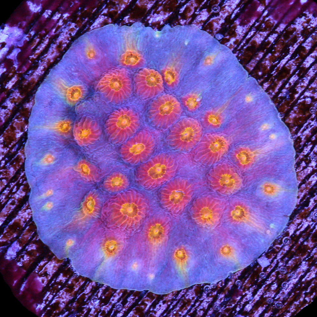 Rainbow Cyphastrea Coral