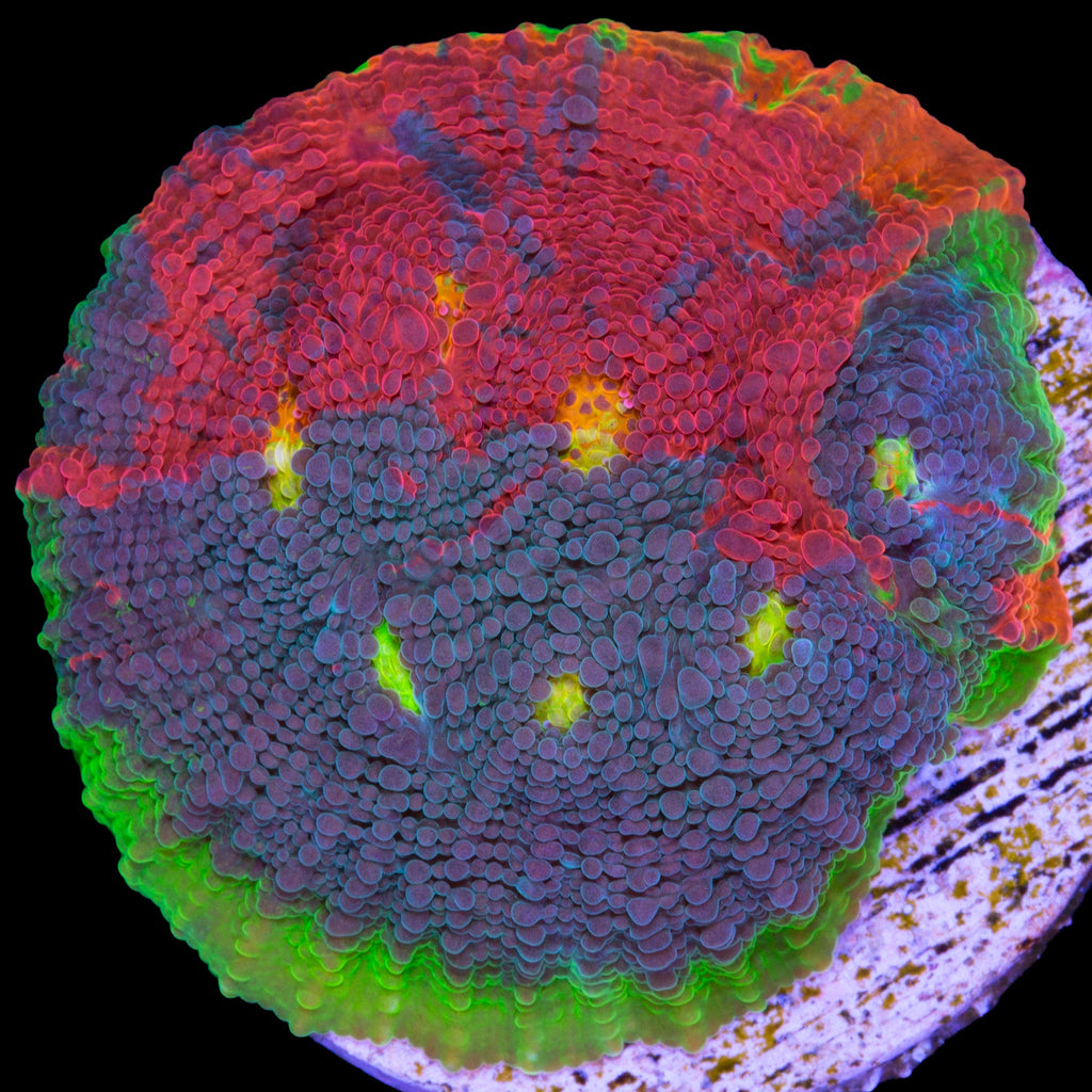 Vivid's Rainbow Unicorn Echinophyllia Coral