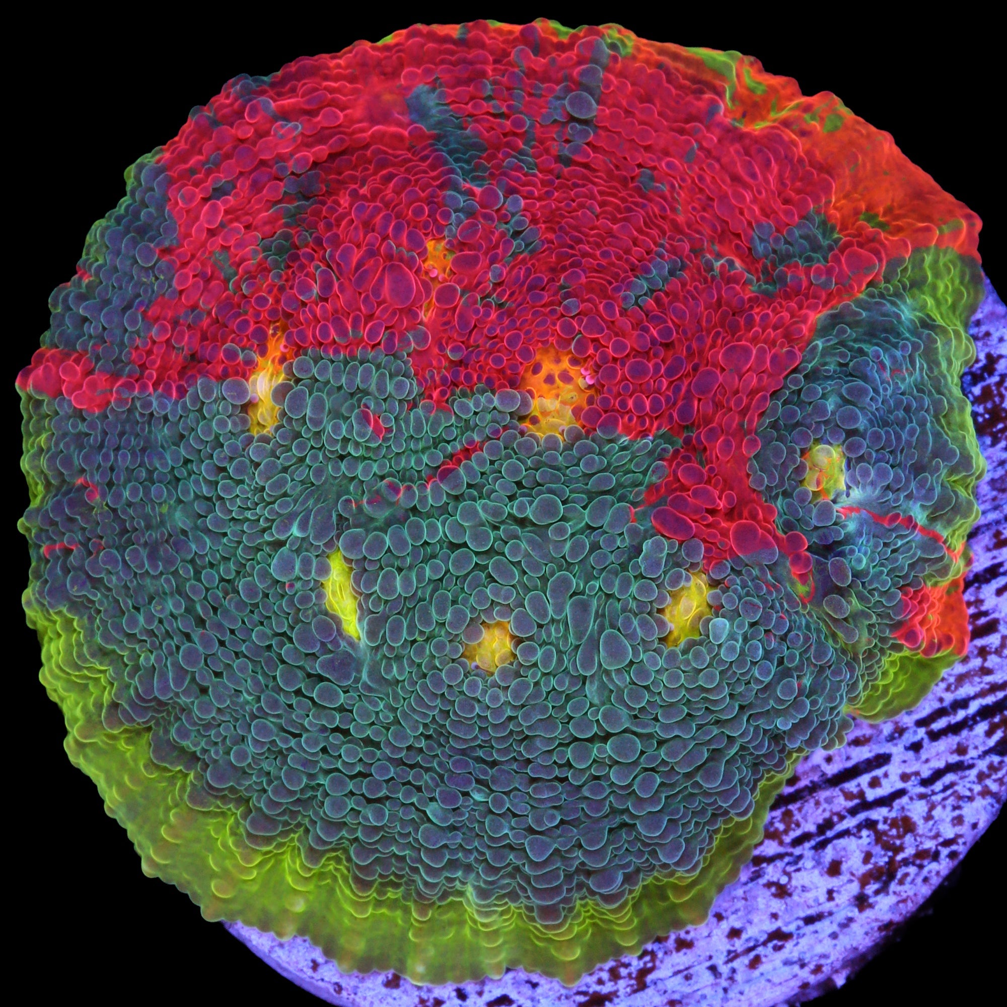 Vivid's Rainbow Unicorn Echinophyllia Coral