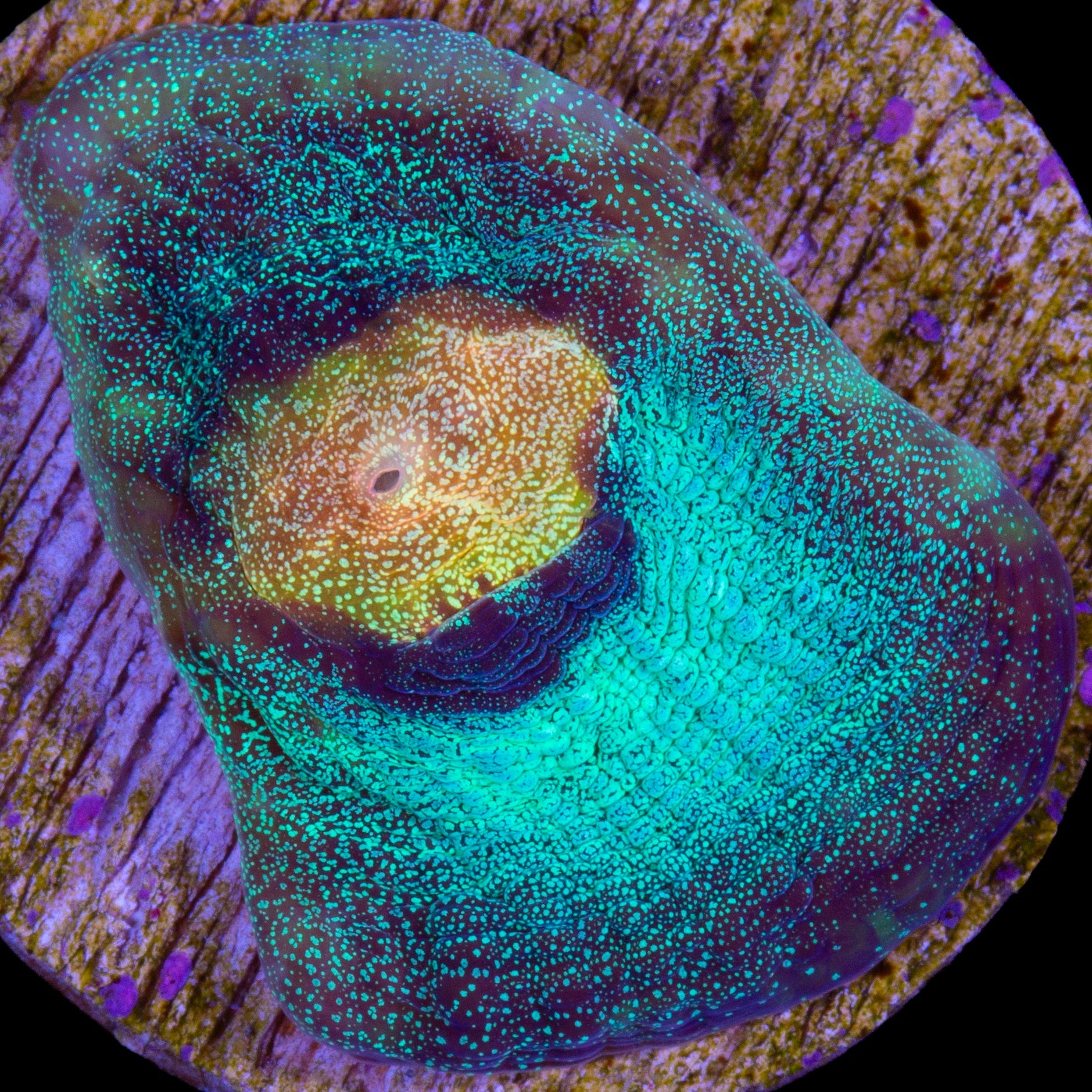 Yellow Eye Mycedium Coral