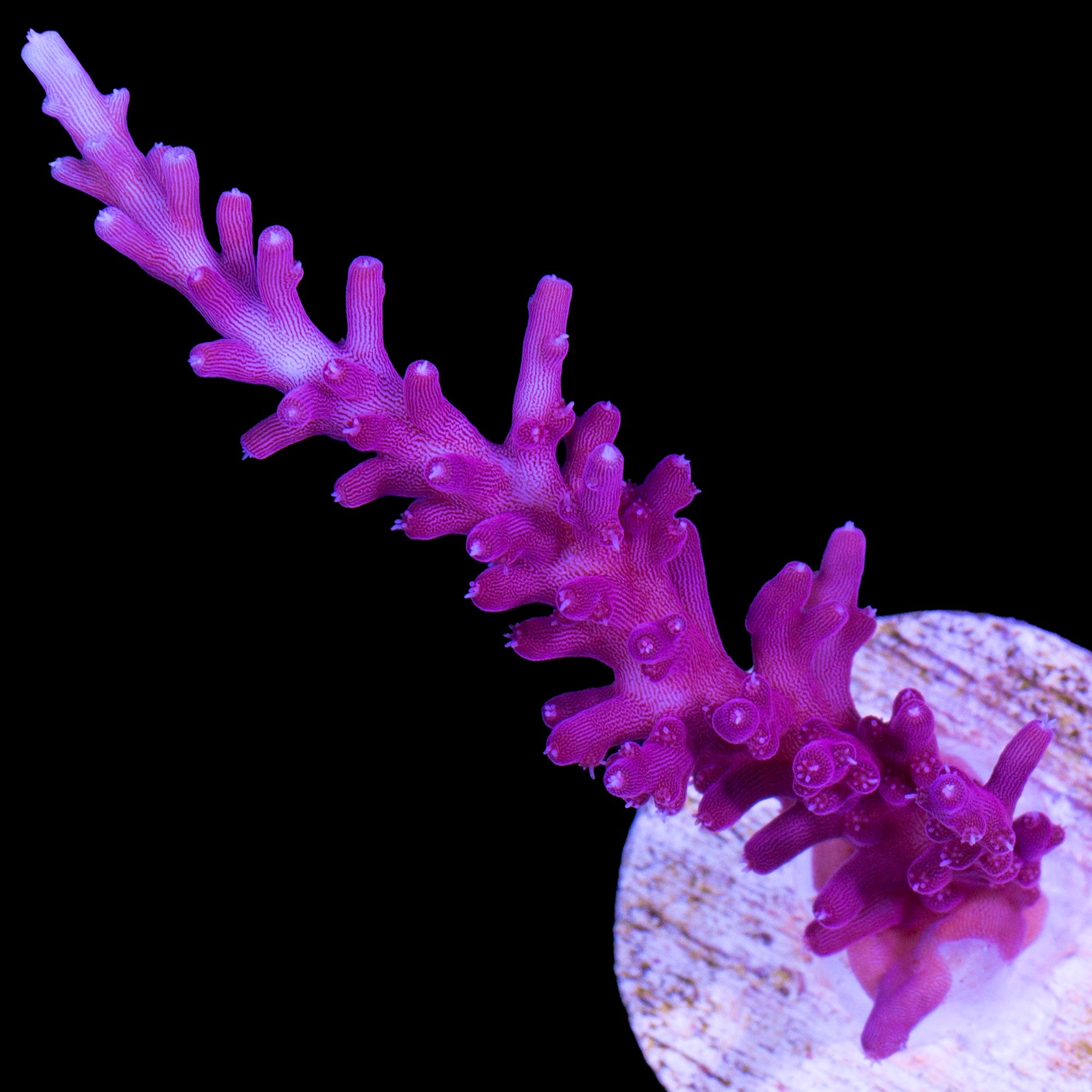 Red Dragon Acropora Coral