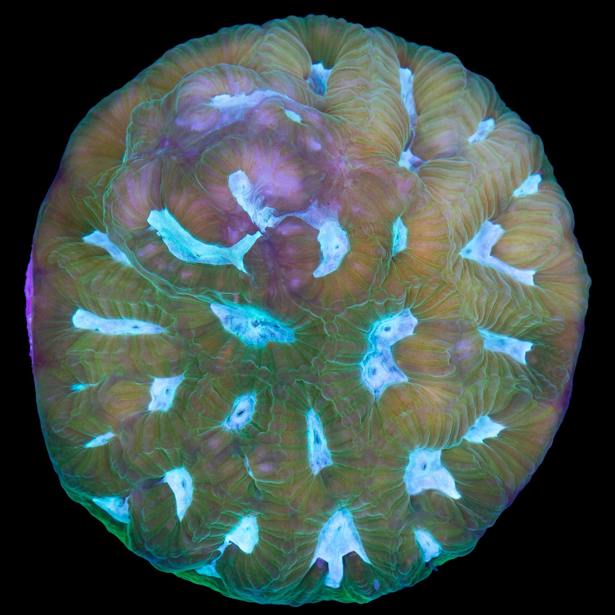 Vivid's Blue Eye Favia Coral