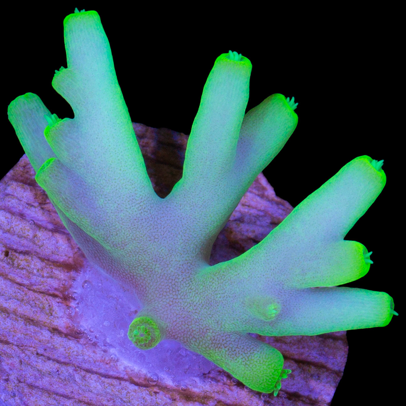 Vivid's Glowstick Acropora Caroliniana Coral