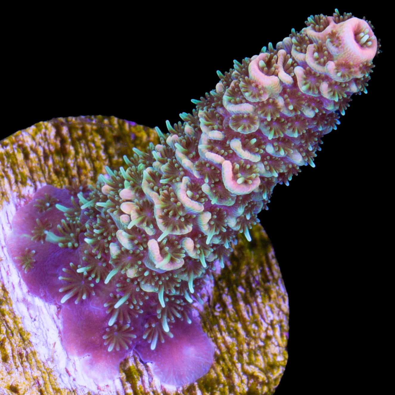 Tangerine Millepora Acropora Coral