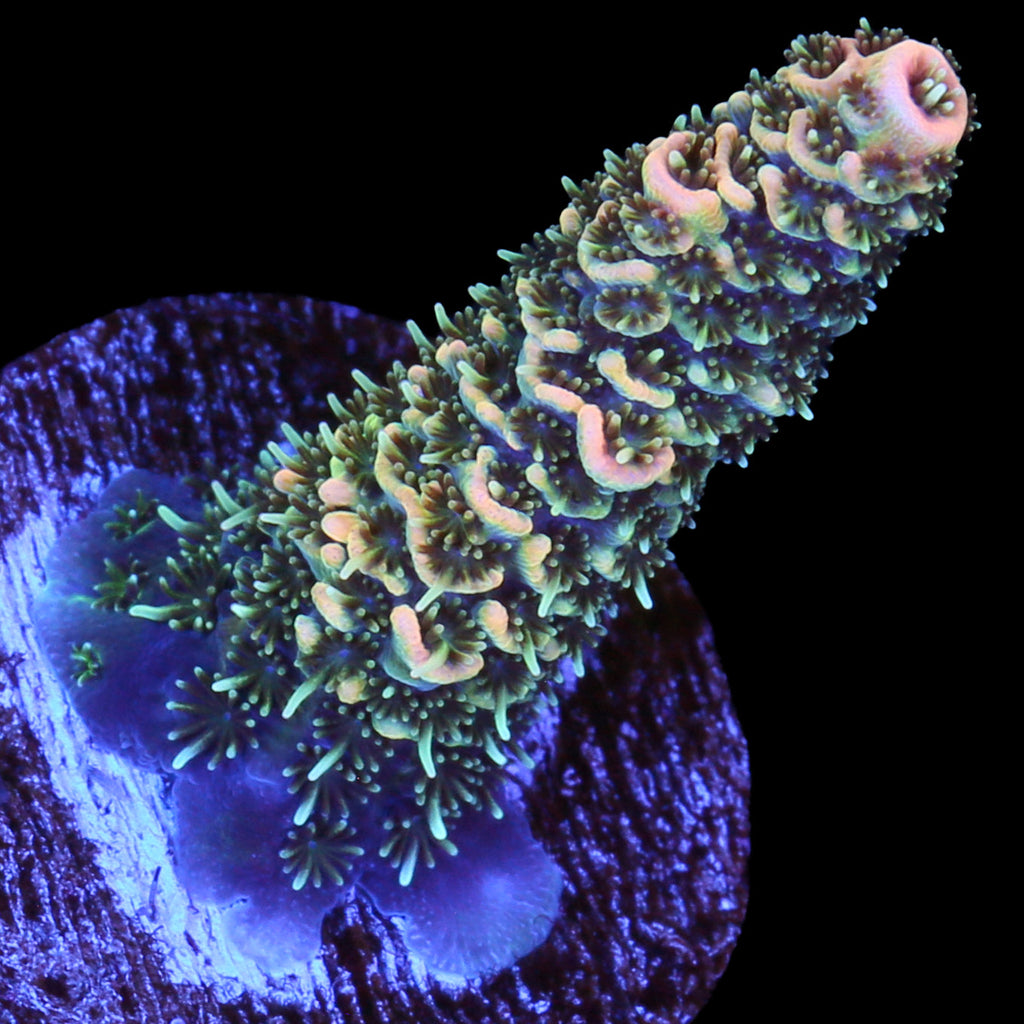 Tangerine Millepora Acropora Coral