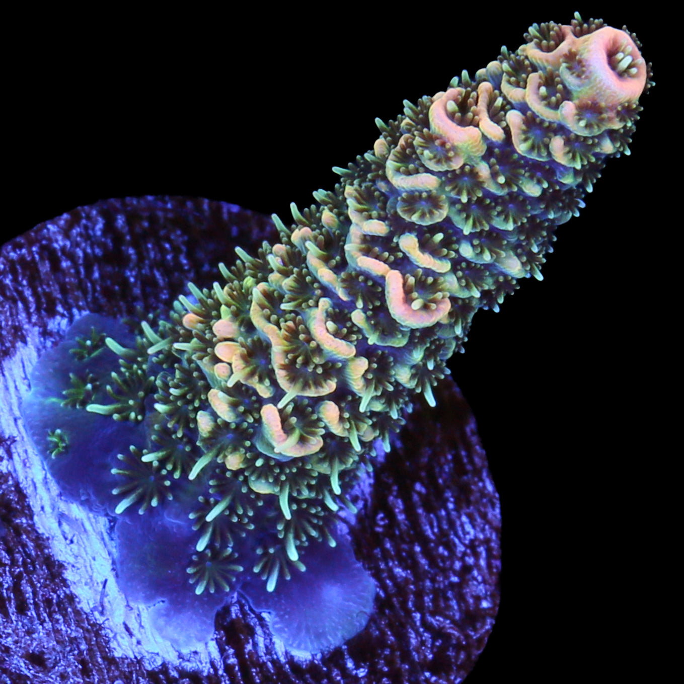 Tangerine Millepora Acropora Coral