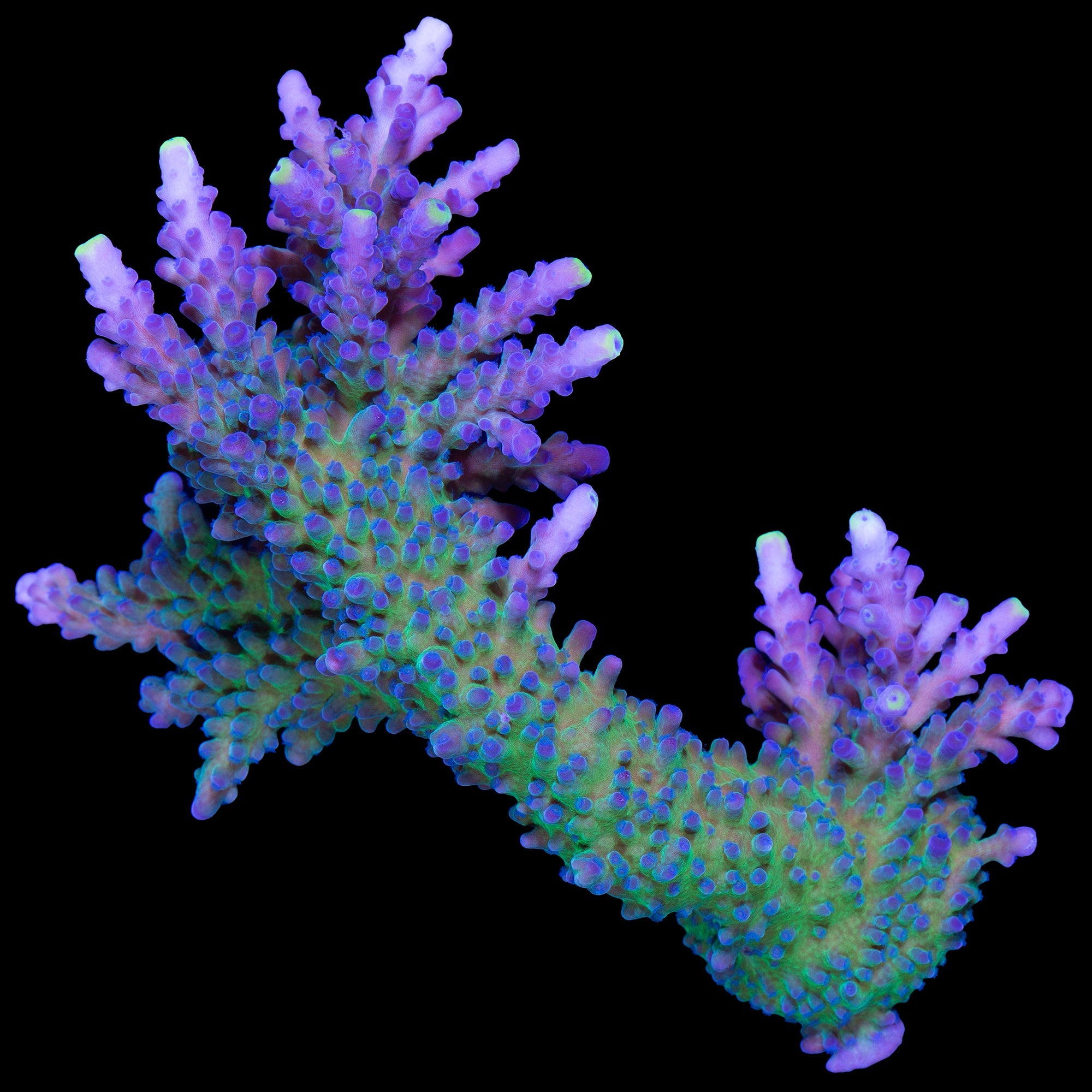 Yellow Tip Tort Acropora Coral Colony