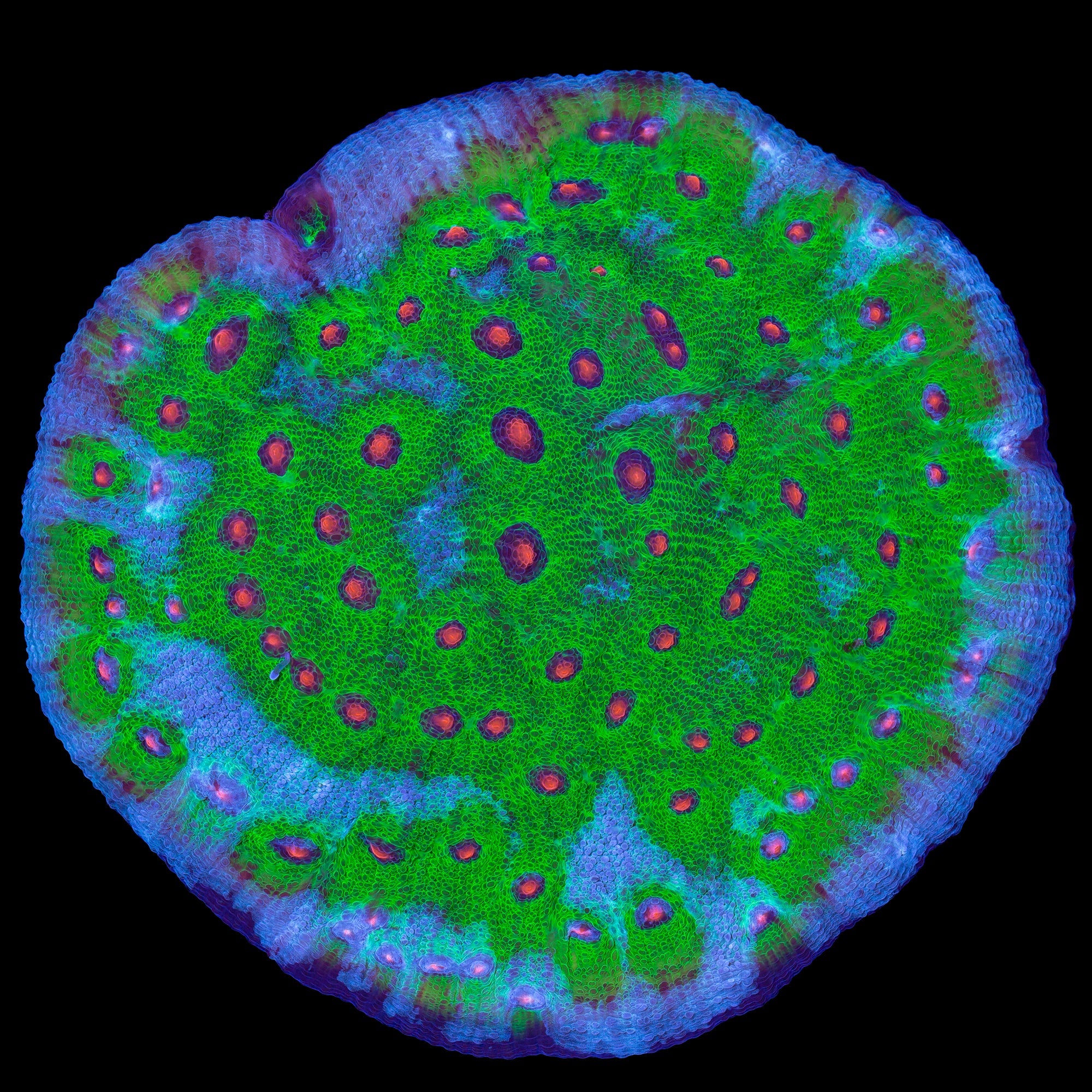 Walking Dead Mycedium Coral Colony