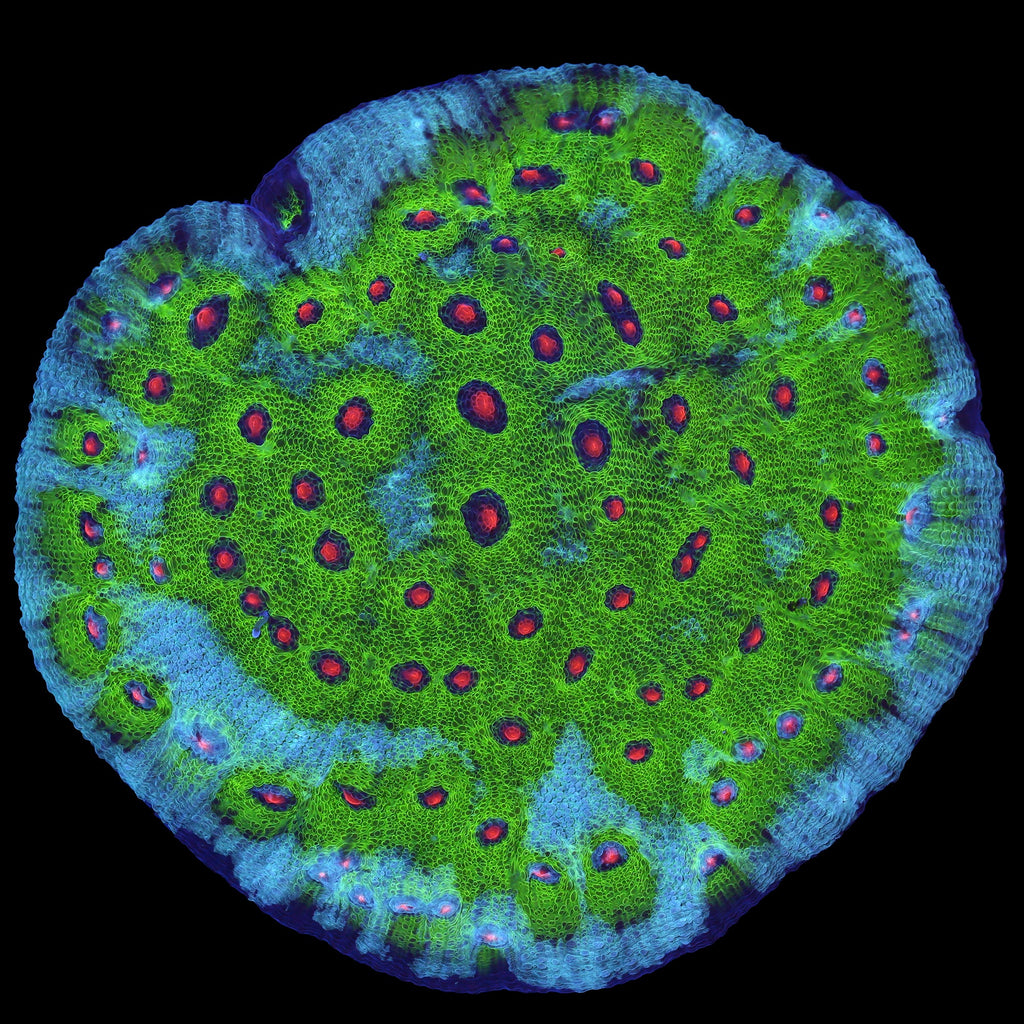 Walking Dead Mycedium Coral Colony