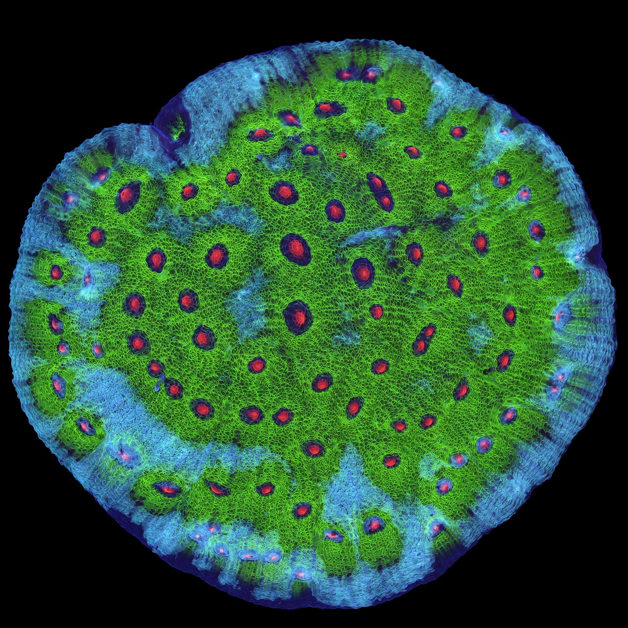 Walking Dead Mycedium Coral Colony