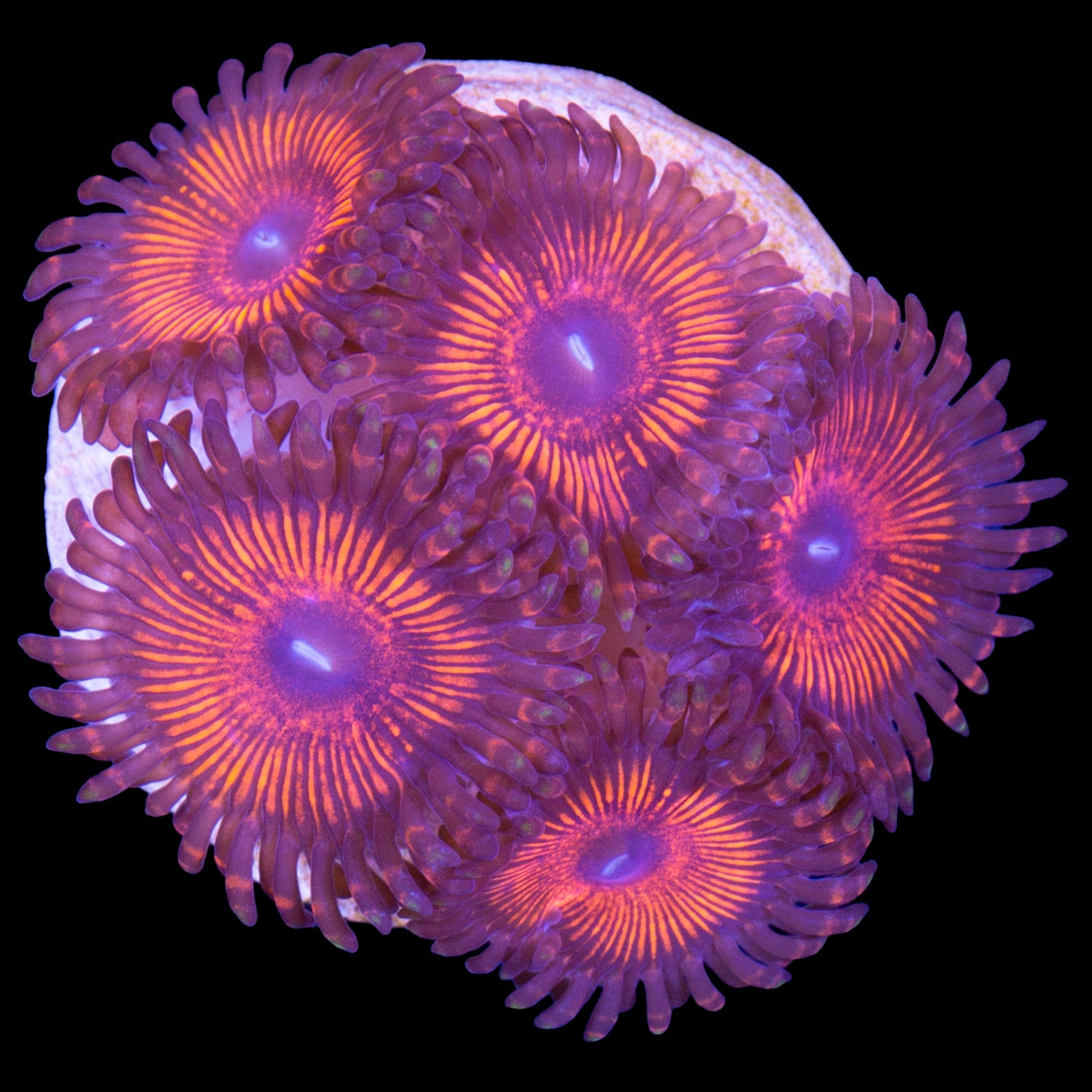 Red Mystery Zoanthids