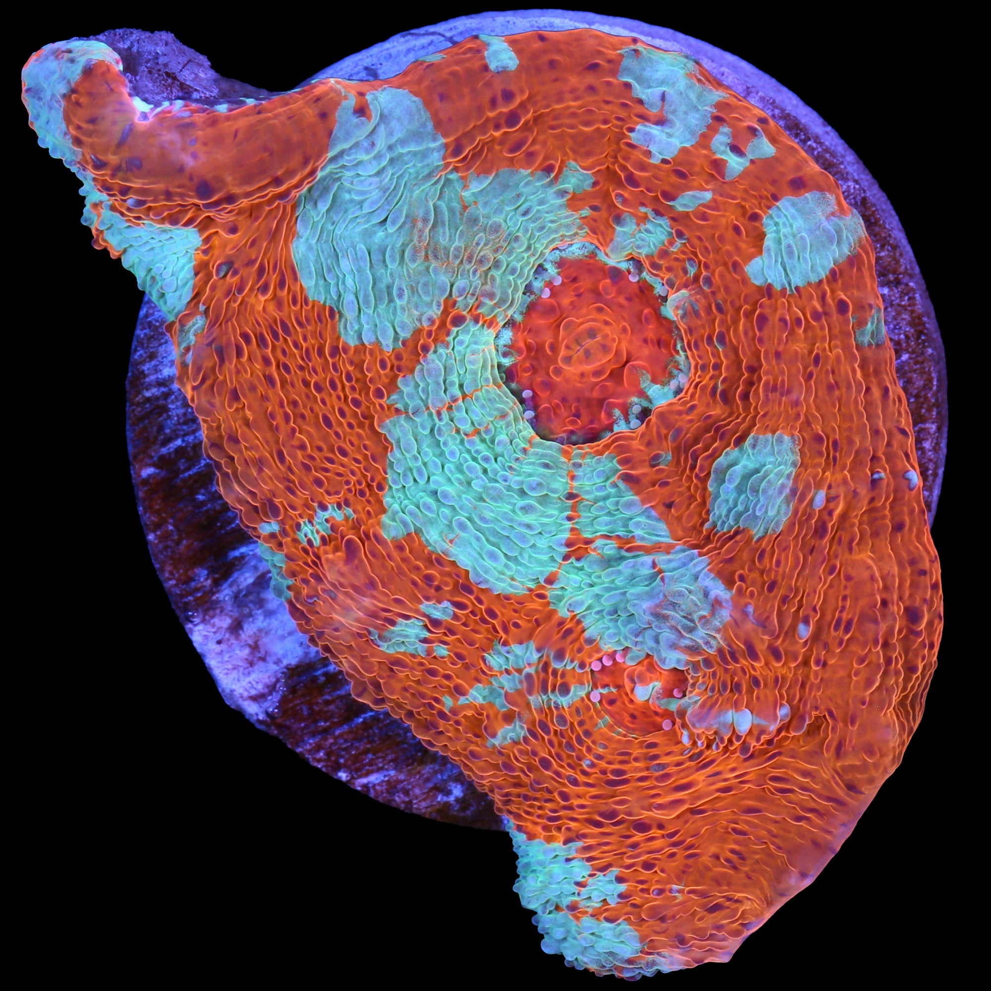 Orange Dream Echinophyllia Coral