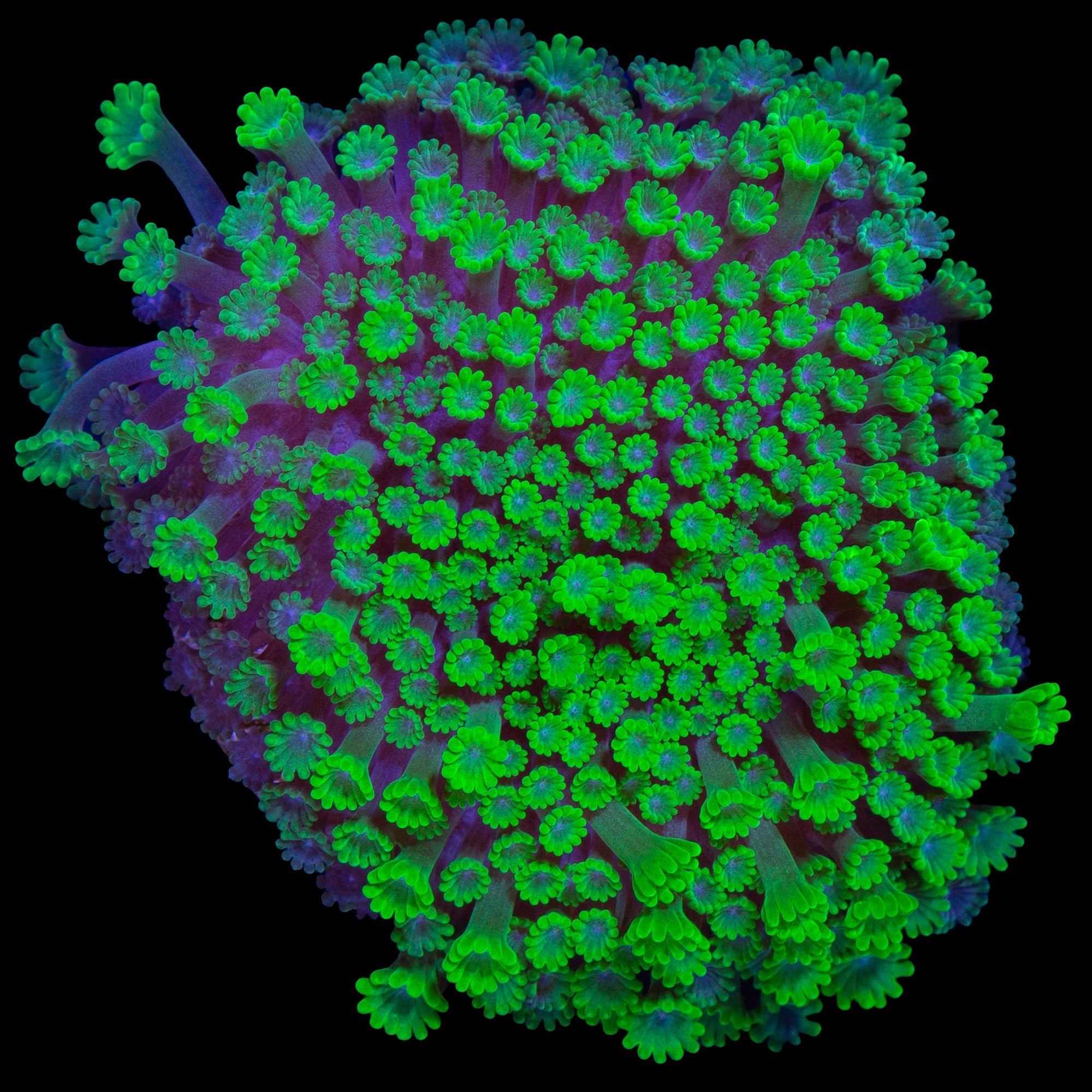 Toxic Bernardpora Coral