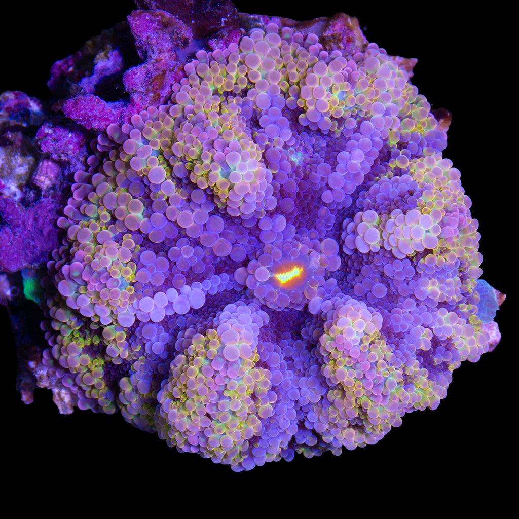 XL Rainbow Ricordea Yuma Mushroom - Solomon Islands