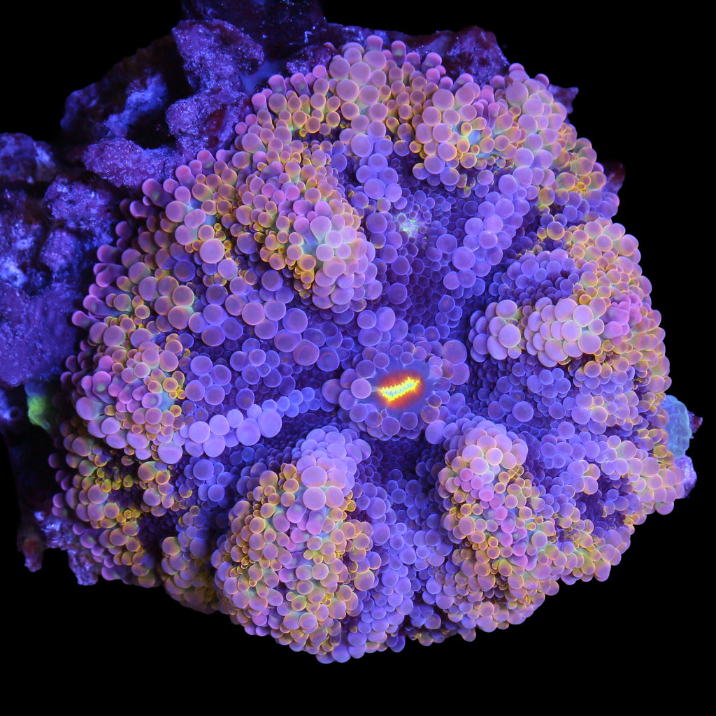 XL Rainbow Ricordea Yuma Mushroom - Solomon Islands