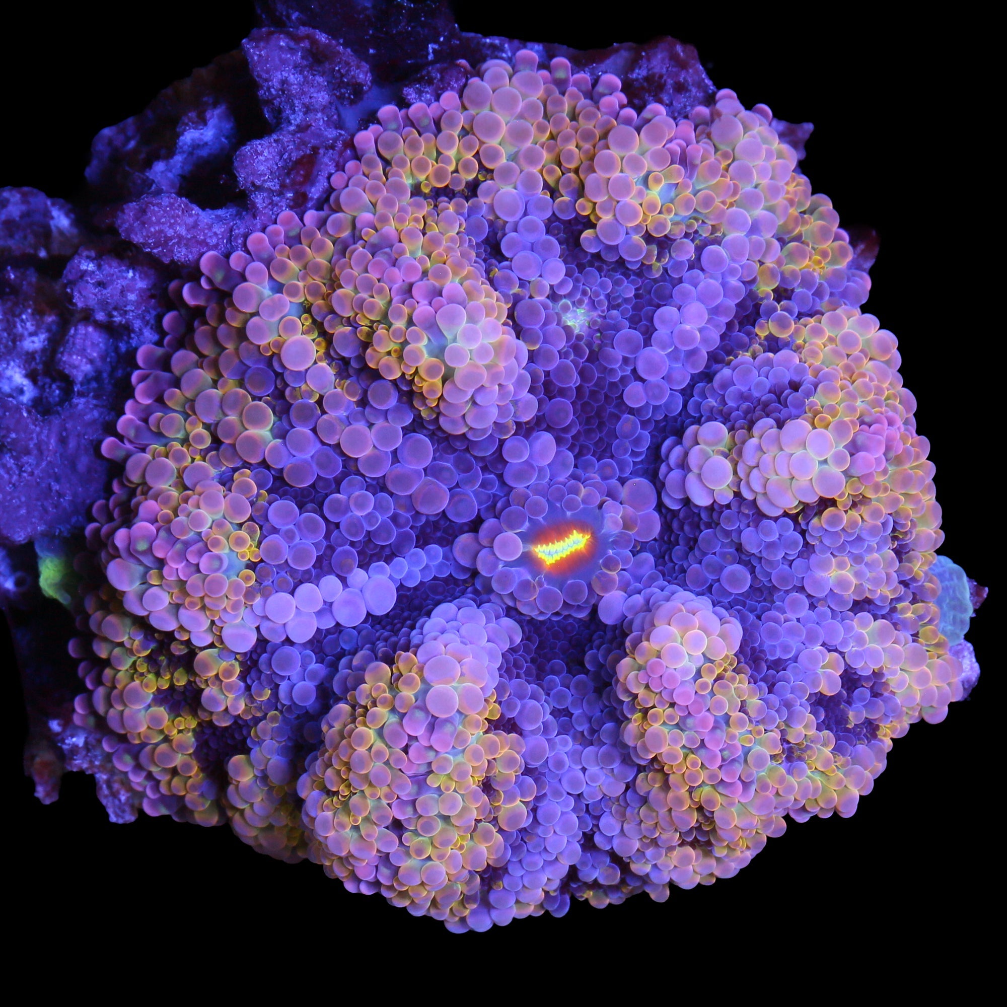 XL Rainbow Ricordea Yuma Mushroom - Solomon Islands