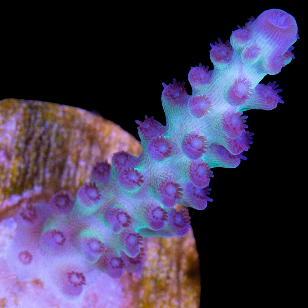 Vivid's Aegean Acropora Coral