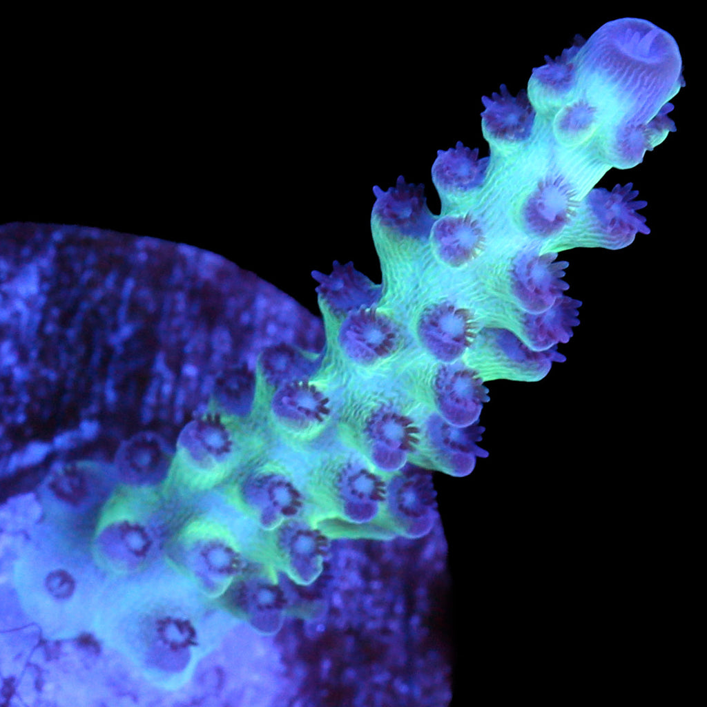 Vivid's Aegean Acropora Coral