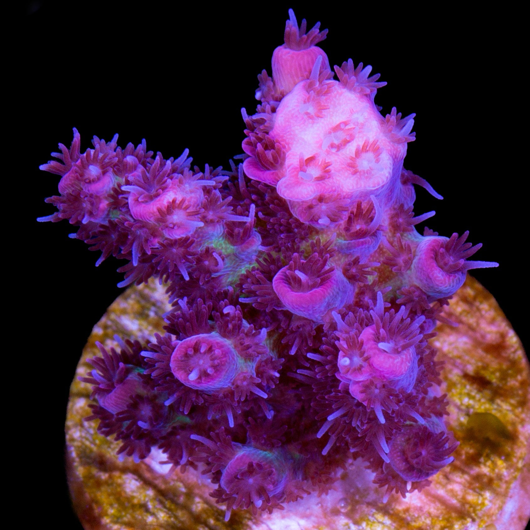 Ultra Red Table Acropora Coral