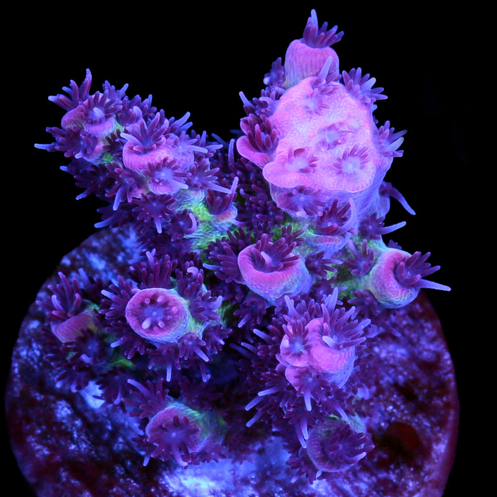 Ultra Red Table Acropora Coral