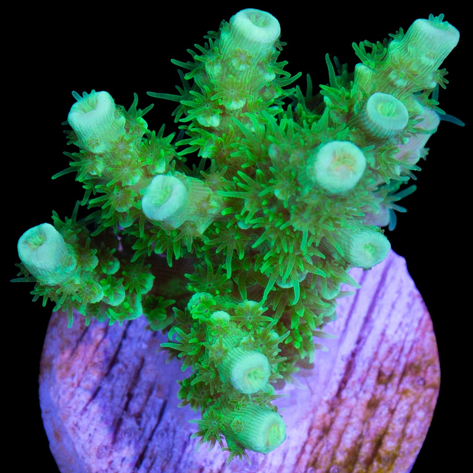 Vivid's Green Lantern Tenuis Acropora Coral