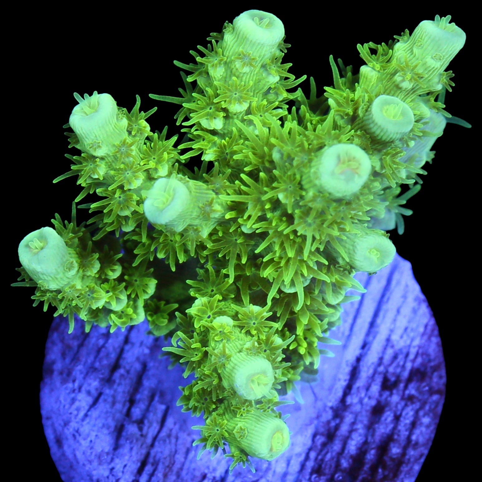 Vivid's Green Lantern Tenuis Acropora Coral