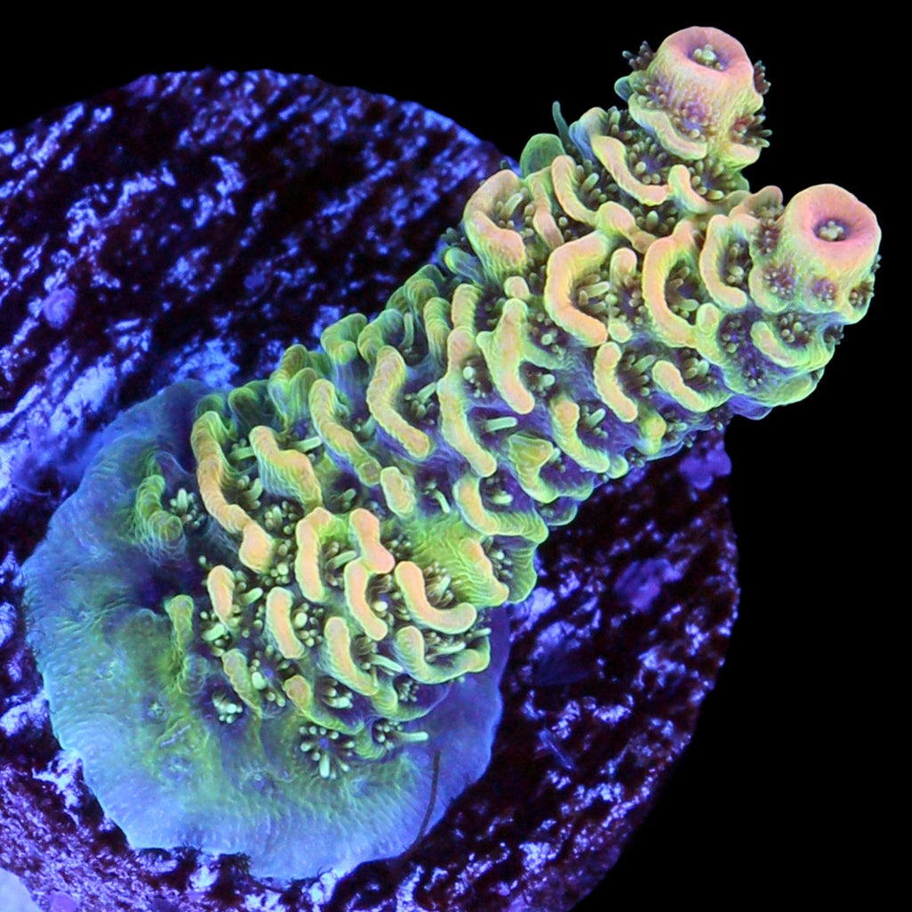 Tangerine Millepora Acropora Coral