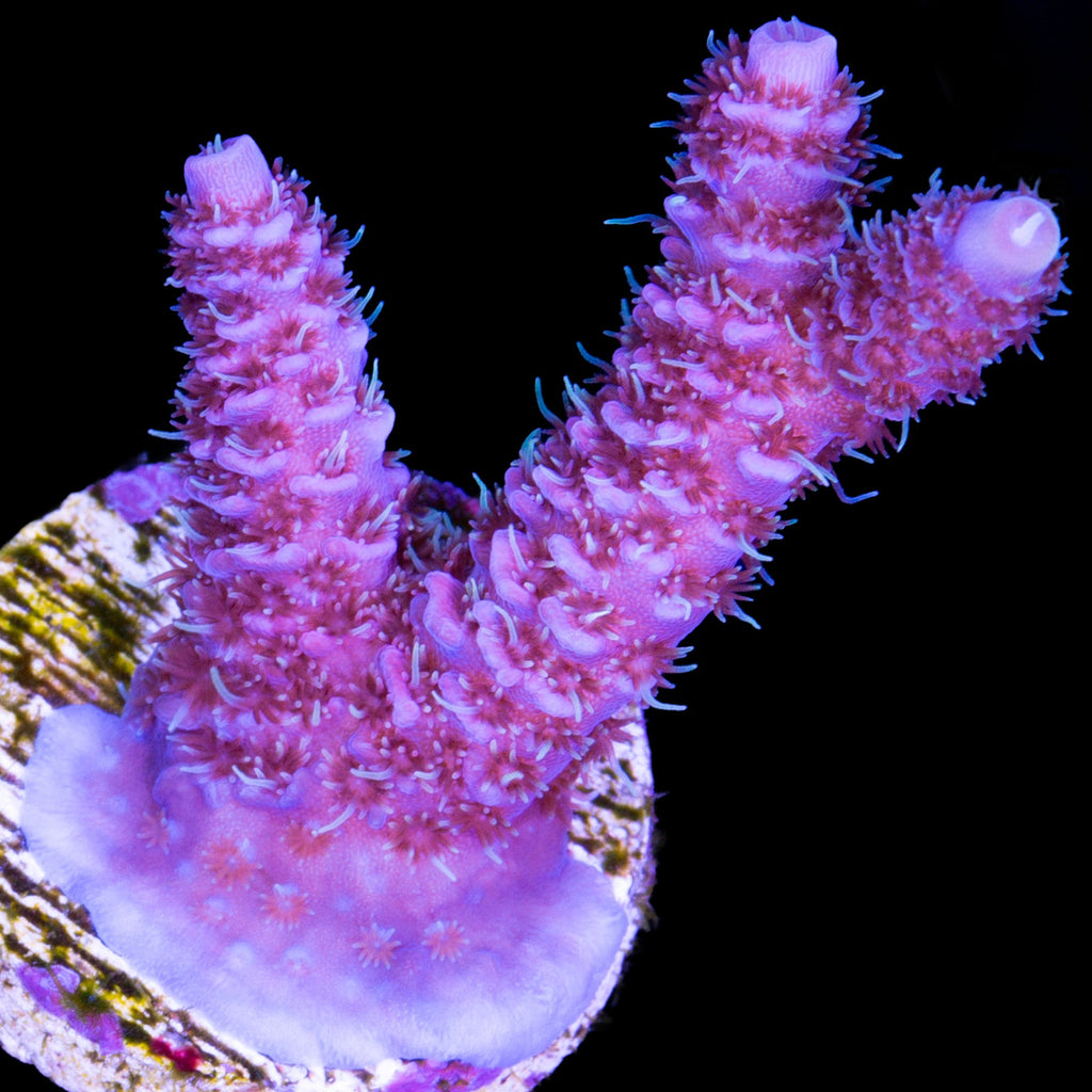 Raspberry Millepora Coral