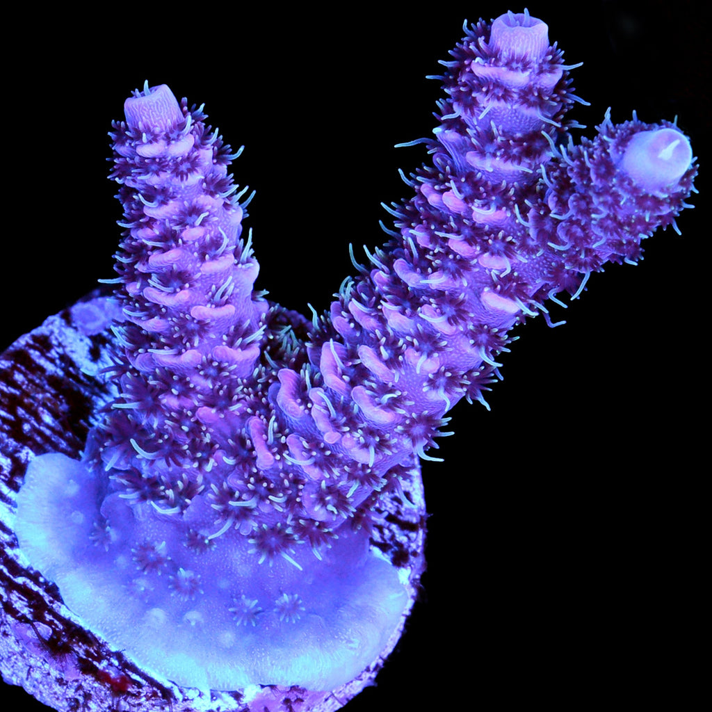 Raspberry Millepora Coral